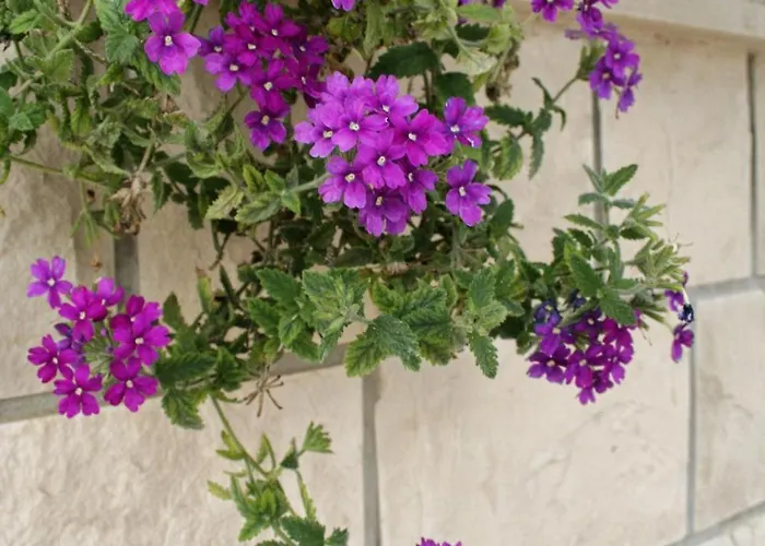 4565a Lejlighed Orebić