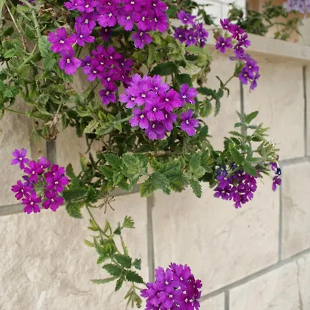 4565a Διαμέρισμα Orebić